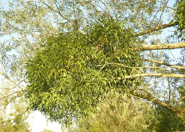 Frühstückspension Gilles De